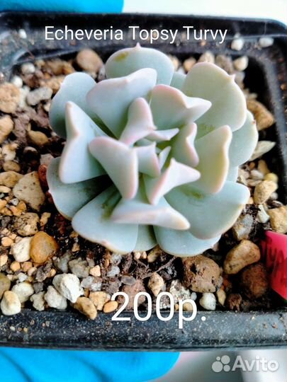 Суккуленты 4