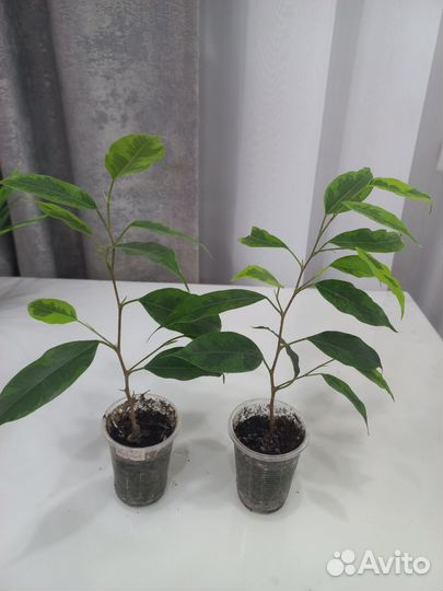 Фикусы Бенджамина