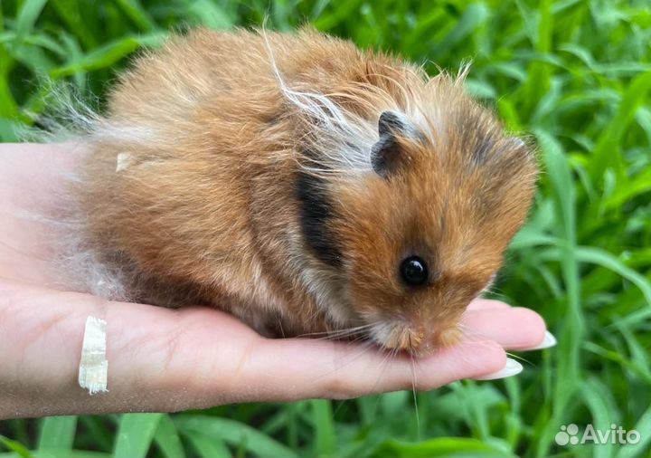Сирийские и джунгарские хомяки