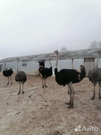 Страус Цыпленок