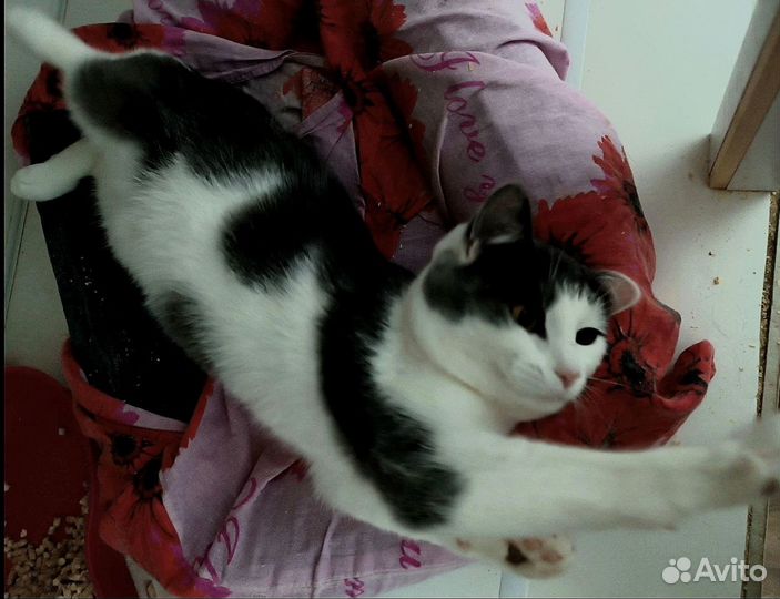 Котик дениска