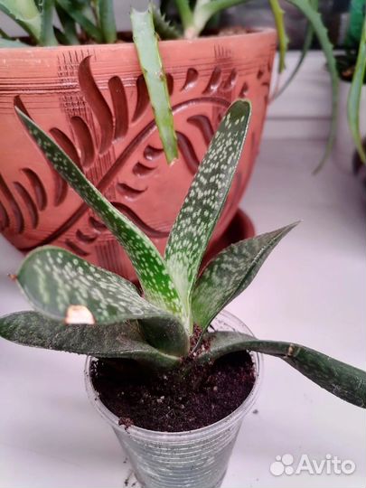 Алоэ, кактусы, гастиории, красула, хавортия