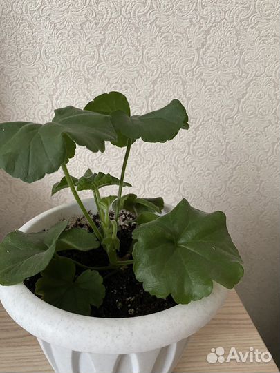 Пеларгония герань сортовая
