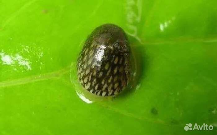 Продам Теодоксусов, Неретин улиток, малюсков