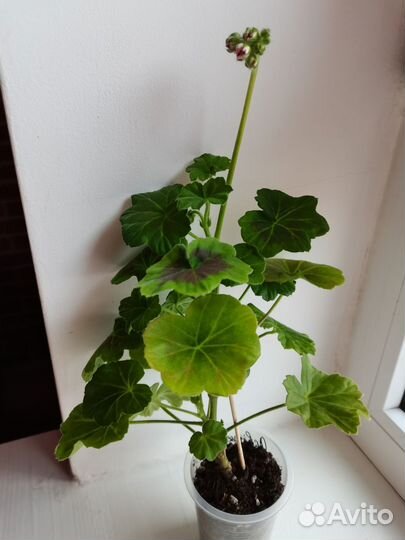 Пеларгония Achievement, Denise и др