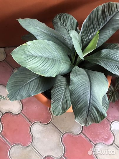 Комнатные цветы