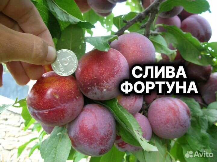 Плодовые декоративные деревья