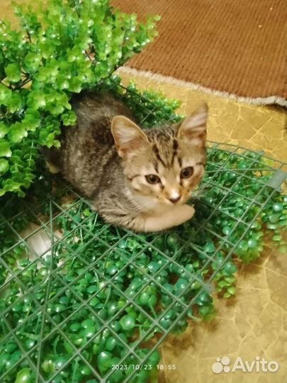 Котенок в добрые руки