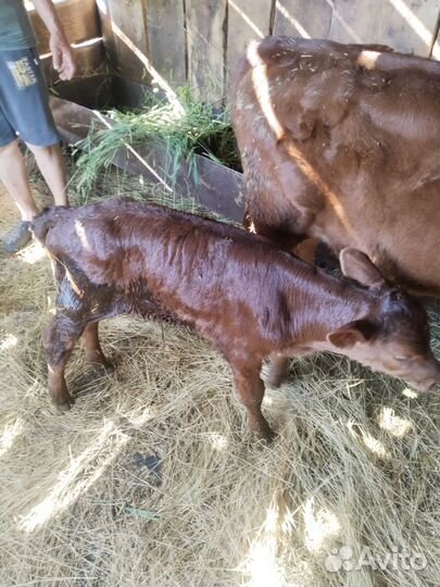 Телята бычки