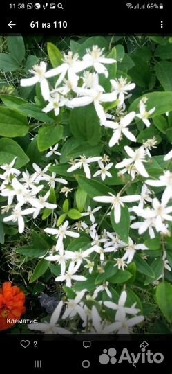 Садовые цветы-многолетники