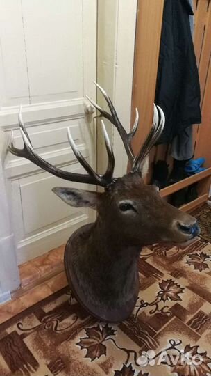 Продам чучело(голова изюбря)