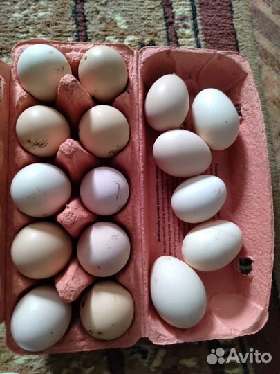 Домашние куриные яйца
