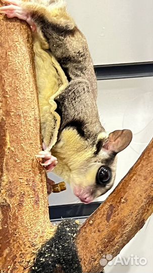 Белка летяга