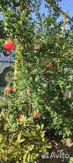 Гранат (саженцы)