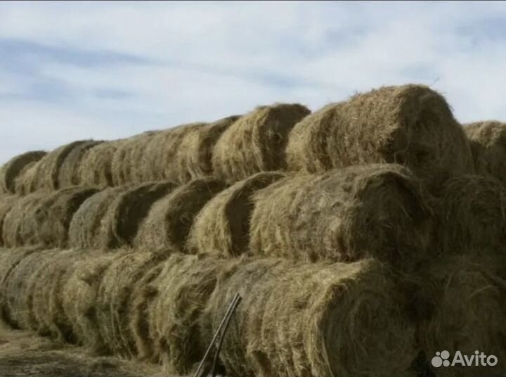 Сено в рулонах 2023 года