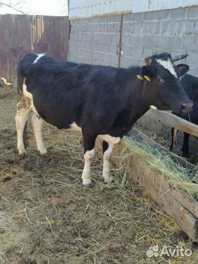 Продаются коровы,телки и быки
