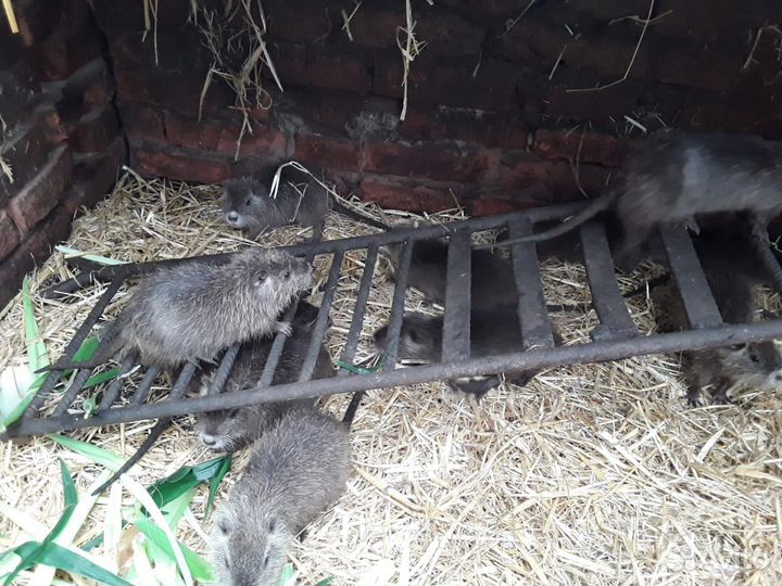 Нутрии малыши