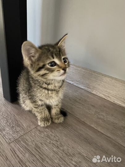 Котенок в добрые руки