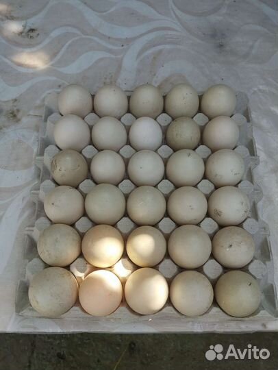 Утинные яйца