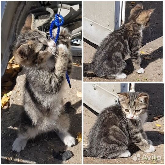 Котята в добрые руки (1 девочка)