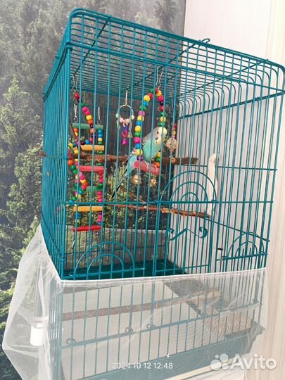 Бронь Волнистый говорящий ручной попугай с клеткой