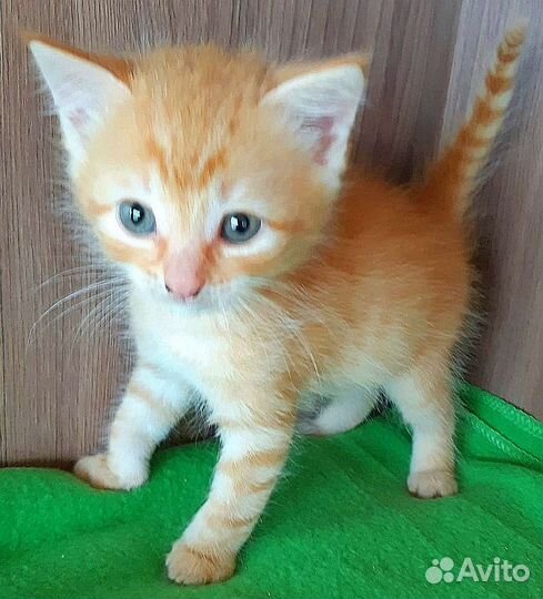 Котёнок девочка в добрые руки