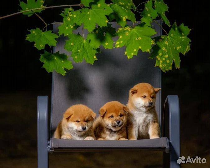 Сиба ину