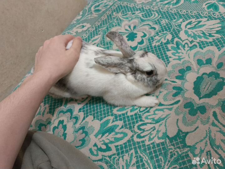 Декоративные кролики