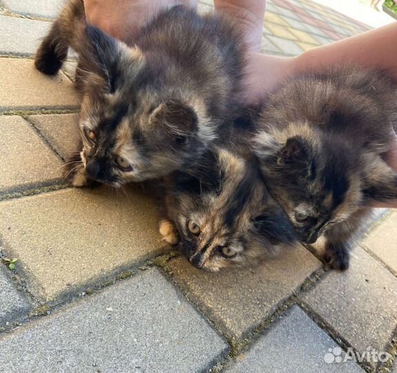 Курильский бобтейл