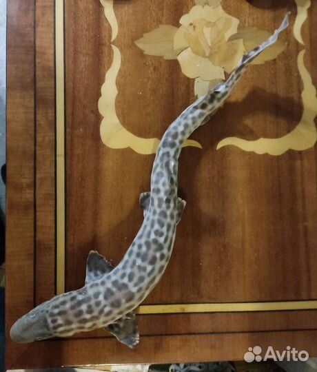 Чучело Акулы (катран)