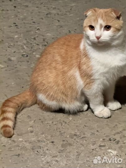 Рыжий котенок девочка