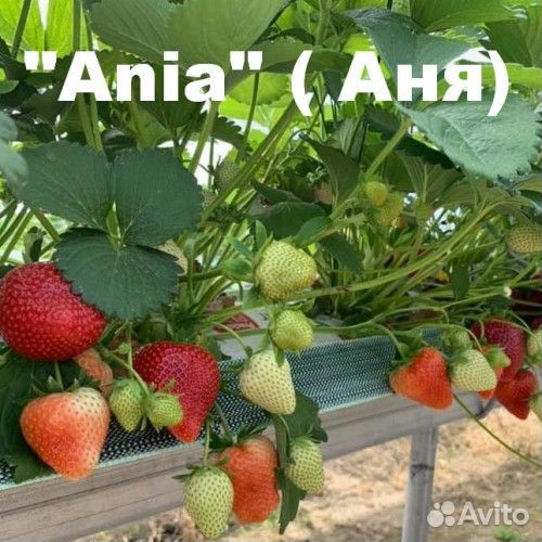 Рассада клубники Ания