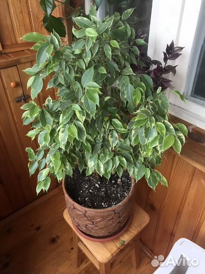 Фикус бенджамина