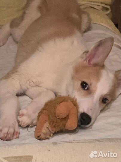 Щенок девочка ищет дом