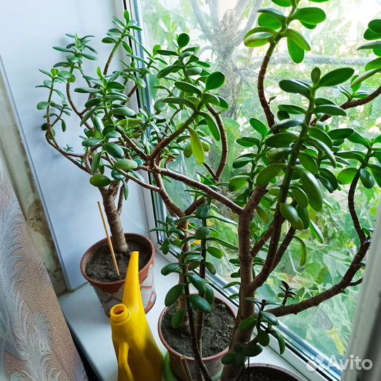 Толстянка. Крассула. Денежное дерево