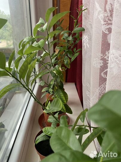 Лимонное дерево привитое