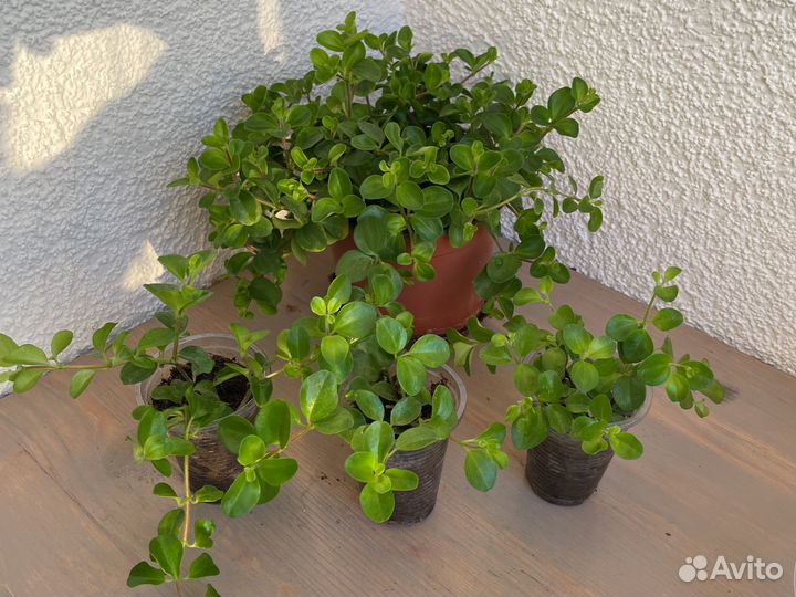Комнатные растения Пеперомия