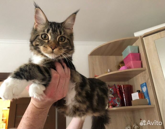 Котята мейн-кун