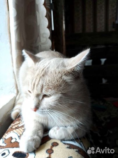 Кот ищет невесту