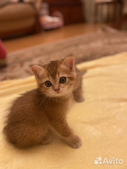 Шотладские котята