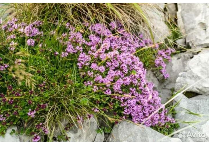 Чабрец (тимьян)