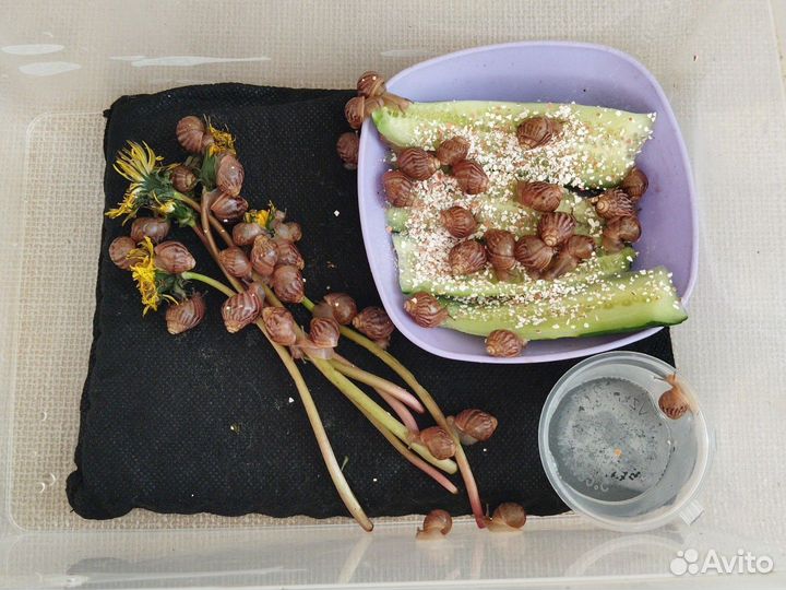 Улитки ахатины