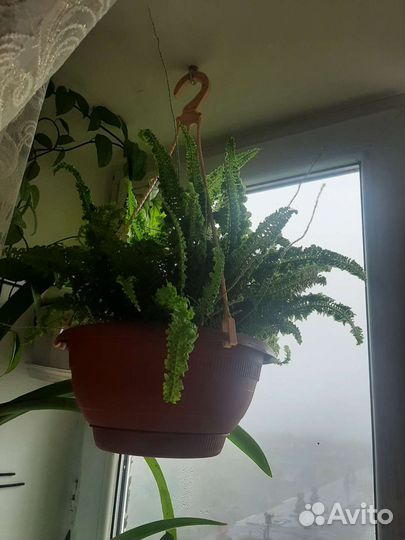 Комнатные цветы