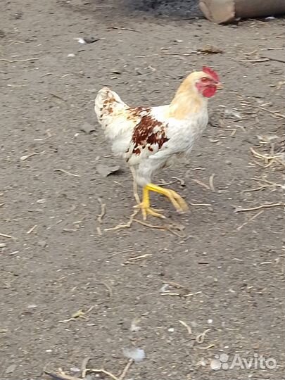 Петушки молодые