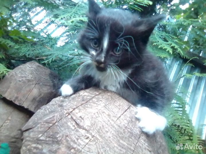 Отдам в добрые руки котят