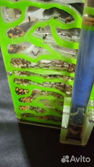 Муравьиная ферма с муравьями