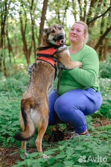 Замечательная Умка из приюта ищет дом