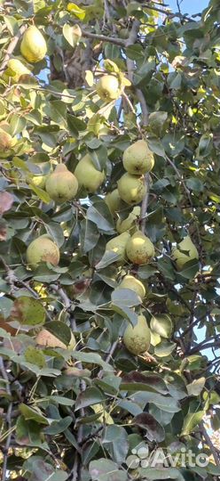 Продаётся груши
