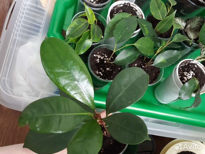 Фикус бенжамина