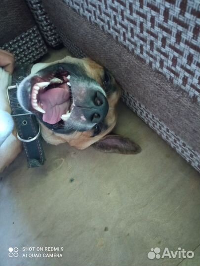 Стаффорд вязка